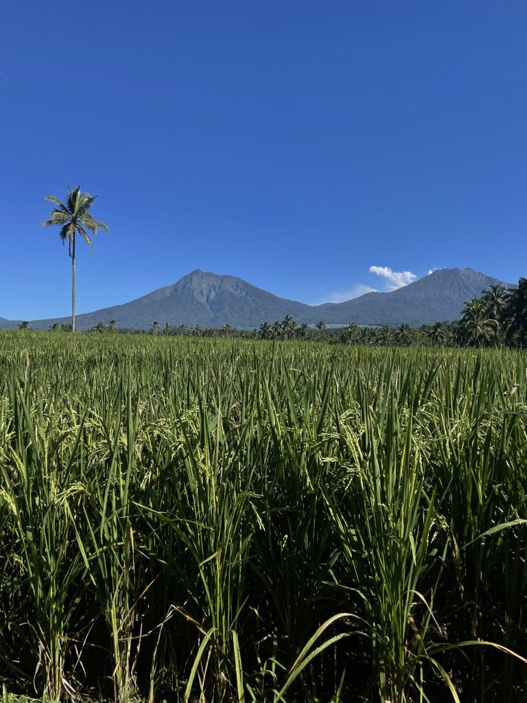 Rice fields and a palm tree in the village near Banyuwangi, East Java